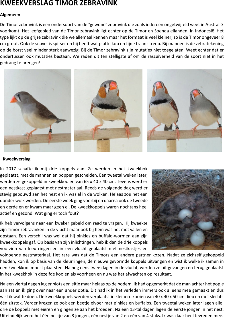 KWEEKVERSLAG TIMOR ZEBRAVINK Algemeen De Timor zebravink is een ondersoort van de “gewone” zebravink die zoals iedereen ongetwijfeld weet in Australië  voorkomt. Het leefgebied van de Timor zebravink ligt echter op de Timor en Soenda eilanden, in Indonesië. Het  type lijkt op de grijze zebravink die we allemaal kennen maar het formaat is veel kleiner, zo is de Timor ongeveer 8  cm groot. Ook de snavel is spitser en hij heeft wat platte kop en fijne traan streep. Bij mannen is de zebratekening  op de borst veel  minder sterk aanwezig. Bij de Timor zebravink zijn mutaties niet toegelaten. Weet echter dat er  ondertussen ook mutaties bestaan. We raden dit ten stelligste af om de raszuiverheid van de soort niet in het  gedrang te brengen! Kweekverslag In 2017 schafte ik mij drie koppels aan. Ze werden in het kweekhok  geplaatst, met de mannen en poppen gescheiden. Een tweetal weken later,  werden ze gekoppeld in kweekkooien van 65 x 40 x 40 cm. Tevens werd er  een nestkast geplaatst met nestmateriaal. Reeds d e volgende dag werd er  stevig gebouwd aan het nest en ik was al in de wolken. Helaas zou het een  donder wolk worden. De eerste week ging voorbij en daarna ook de tweede  en derde en er kwam maar geen ei. De kweekkoppels waren nochtans heel  actief en gezond. Wat ging er toch fout?  Ik heb vervolgens naar een kweker gebeld om raad te vragen. Hij kweekte  zijn Timor zebravinken in de vlucht maar ook bij hem was het met vallen en  opstaan. Een verschil was wel dat hij pinkies en buffalo - wormen aan zijn  kweekkoppel s gaf. Op basis van zijn inlichtingen, heb ik dan de drie koppels  voorzien van kleurringen en in een vlucht geplaatst met nestkastjes en  voldoende nestmateriaal. Het rare was dat de Timors een andere partner kozen. Nadat ze zichzelf gekoppeld  hadden, kon i k op basis van de kleurringen, de nieuwe gevormde koppels uitvangen en wist ik welke ik samen in  een kweekkooi moest plaatsten. Na nog eens twee dagen in de vlucht, werden ze uit gevangen en terug geplaatst  in het kweekhok in dezelfde kooien als voorheen e n nu was het afwachten op resultaat.  Na een viertal dagen lag er plots een eitje maar helaas op de bodem. Ik had opgemerkt dat de man achter het popje  aan zat en ik ging over naar een ander optie. Dit had ik in het verleden immers ook al eens mee gemaakt  en dus  wist ik wat te doen. De kweekkoppels werden verplaatst in kleinere kooien van 40 x 40 x 50 cm diep en met slechts  één zitstok. Verder kregen ze ook een beetje eivoer met pinkies en buffalo’s. Een tweetal weken later lagen alle  drie de koppels met ei eren en gingen ze aan het broeden. Na een 13 - tal dagen lagen de eerste jongen in het nest.  Uiteindelijk werd het één nestje van 3 jongen, één nestje van 2 en één van 4 stuks. Ik was daar heel tevreden mee.