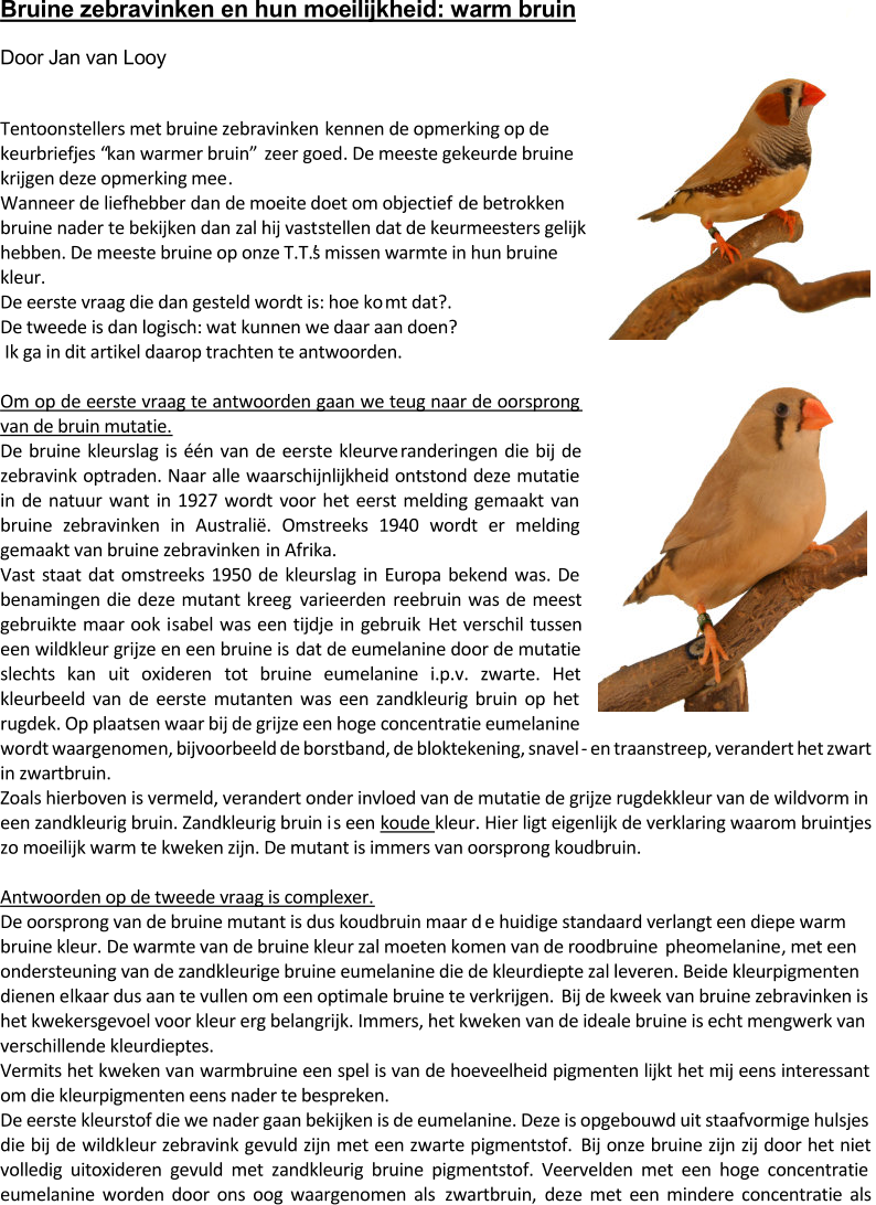 Bruine zebravinken en hun moe ilijkheid: w arm bruin Door Jan van L ooy Tentoon stellers met bruine zebravinken  ken nen de opmerking op de  keurbriefjes “kan warmer bruin” zeer goed . De meeste gekeurde bruine  krijgen deze opmerking mee . Wanneer  de  liefhebber dan de moeite doet om objectief de betrokken  bruine nader  te  bekijken dan  zal hij vast stelle n dat de keurmeesters gelijk  hebben. De meeste bruine op onze T.T.’s missen warmte in hun bruine  kleur. De eerste vraag die dan gesteld wordt is: hoe ko mt dat?. De tweede is dan logisch: wat kunnen we daar aan doen? Ik ga in dit artikel daarop trachten te antwoorden. Om op de eerste vraag te antwoorden gaan we teug naar de oorsprong  van de bruin mutatie. De bruine kleurslag is één van de eerste kleurve randeringen die bij de  zebravink optraden. Naar alle waarschijnlijkheid ontstond deze mutatie  in de natuur want in 1927 wordt voor het eerst melding gemaakt van  bruine zebravinken in Australië. Omstreeks 1940 wordt er melding  gemaakt van bruine zebravinken in  Afrika.  Vast staat dat omstreeks 1950 de kleurslag in Europa bekend was. De  benamingen die deze mutant kreeg  varieerden  reebruin was de meest  gebruikte maar ook i sabel was een tijdje in gebruik  Het verschil tussen  een wildkleur grijze en een bruine is dat de eumelanine door de mutatie  slechts kan  uit oxideren tot bruine eumelanine i.p.v. zwarte. Het  kleurbeeld van de eerste mutanten was een zandkleurig bruin op het  rugdek. Op plaatsen waar bij de grijze een hoge concentratie eumelanine  wordt waargenome n, bijvoorbeeld de borstband, de bloktekening, snavel - en traanstreep, verandert het zwart  in zwartbruin. Zoals hierboven is vermeld, verandert onder invloed van de mutatie de grijze rugdekkleur van de wildvorm in  een zandkleurig bruin. Zandkleurig bruin i s een  koude  kleur. Hier ligt eigenlijk de verklaring waarom bruintjes  zo moeilijk warm te kweken zijn. De mutant is immers van oorsprong koudbruin.  Ant woorden op de tweede vraag is complexer. De oorsprong van de bruine mutant is dus koudbruin maar d e  huidige standaard verlangt een diepe warm  bruine kleur. De warmte van de bruine kleur zal moeten komen van de roodbruine  pheomelanine , met een  ondersteuning van de zandkleurige bruine eumelanine die de kleurdiepte zal leveren. Beide kleurpigmenten  dienen e lkaar dus aan te vullen om een optimale bruine te verkrijgen. Bij de kweek van bruine zebravinken is  het kwekersgevoel voor kleur erg belangrijk. Immers, het kweken van de ideale bruine is echt mengwerk van  verschillende kleurdieptes. Vermits het kweken va n warmbruine een spel is van de hoeveelheid pigmenten lijkt het mij eens interessant  om die kleurpigmenten eens nader te bespreken. De eerste kleurstof die we nader gaan bekijken is de eumelanine. Deze is opgebouwd uit staafvormige hulsjes  die bij de wildk leur zebravink gevuld zijn met een zwarte pigmentstof. Bij onze bruine zijn zij door het niet  volledig uitoxideren gevuld met zandkleurig bruine pigmentstof. Veervelden met een hoge concentratie  eumelanine worden door ons oog waargenomen als  zwartbruin, de ze met een mindere concentratie als